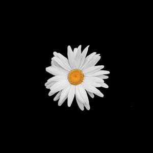 黄色老司机网站
